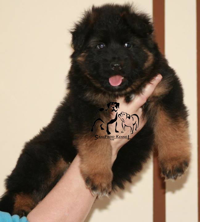 pic of German Shepherd posted on 2022-08-22 04:07:05